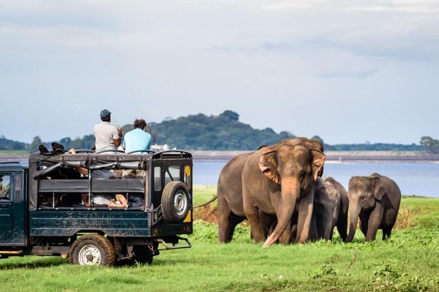 Sri Lanka Minneriya National Park Jeep Safari
