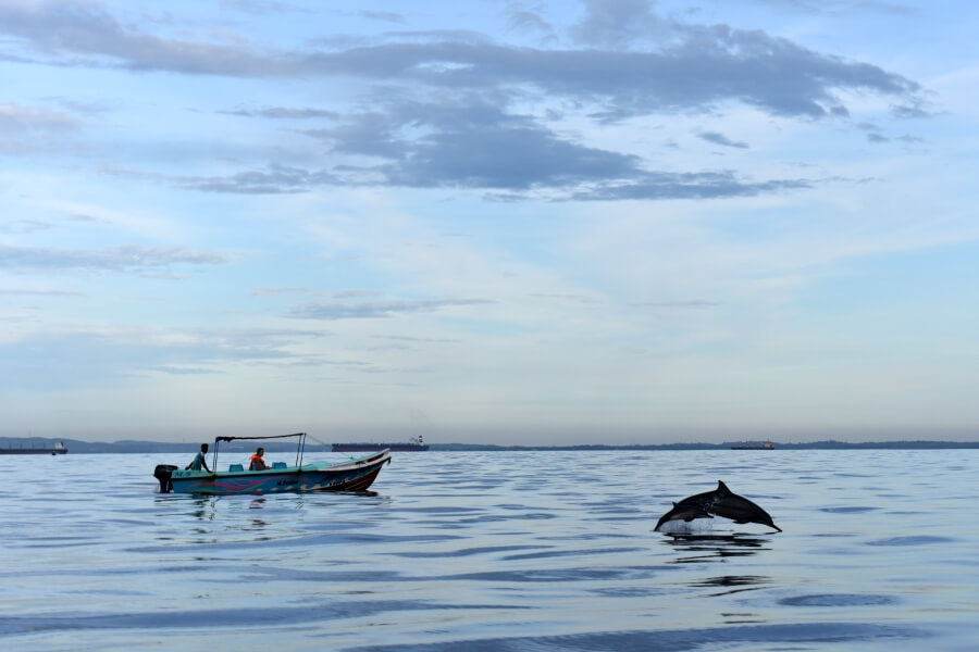 Sri Lanka Trincomalee dolfijn