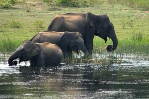 Sri Lanka Yala National Park olifanten