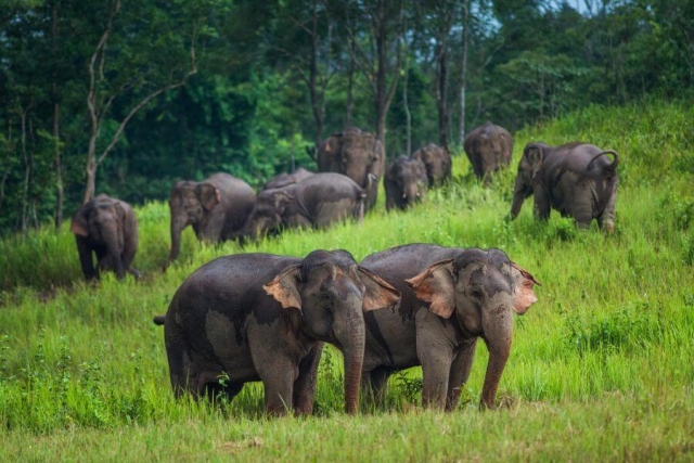 Thailand Khao Yai Nationaal Park olifant