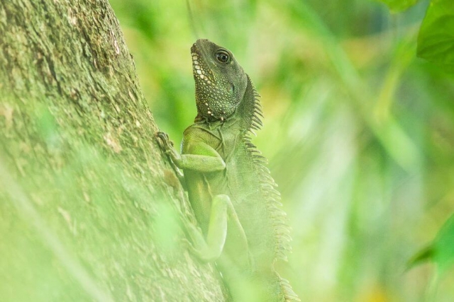Thailand Khao Yai Nationaal Park leguaan