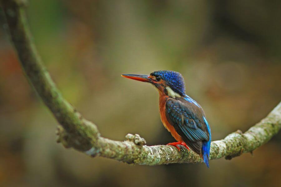 Thailand Khao Yai Nationaal Park vogels