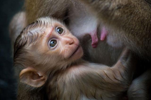 Thailand Khao Yai Nationaal Park apen
