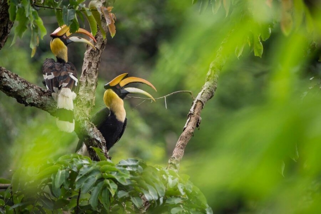 Thailand Khao Yai Nationaal Park vogel