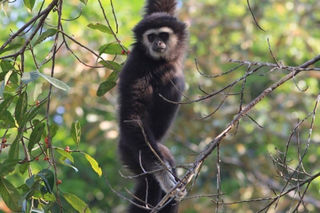 Thailand Khao Yai Nationaal Park apen