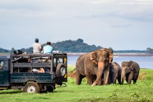 Sri Lanka Jeep safari Minneriya