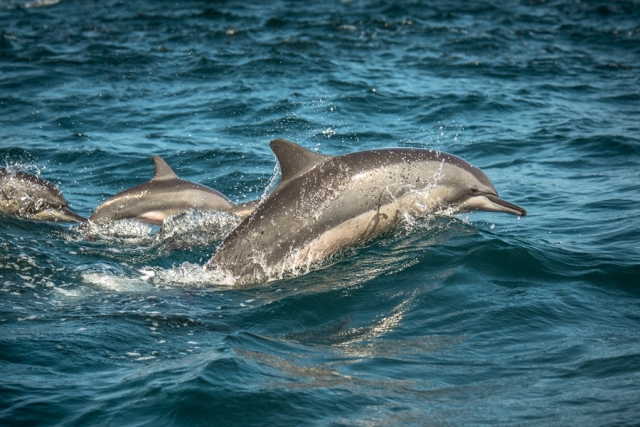 Sri Lanka dieren Dolfijnen