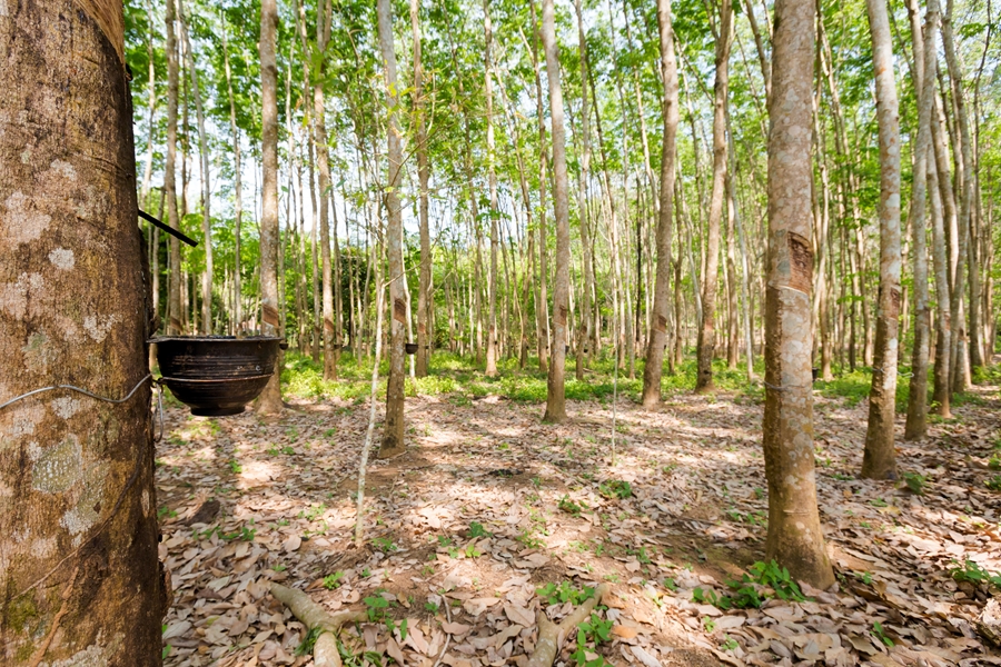 Thailand Koh Chang Rubberplantage
