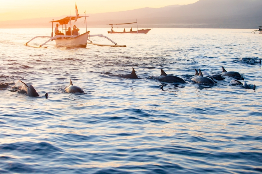 Indonesie Bali Lovina Beach dolfijnen
