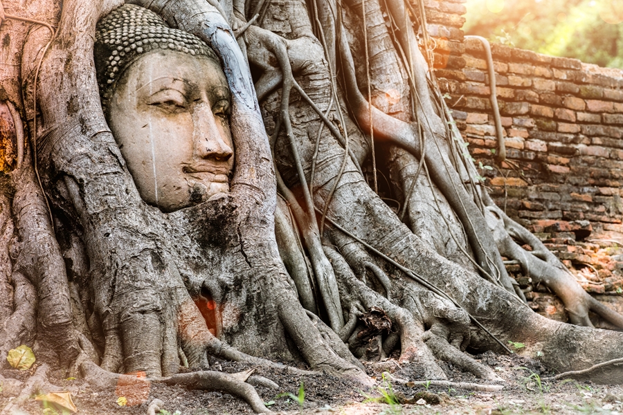 Thailand Ayutthaya Boeddhas hoofd