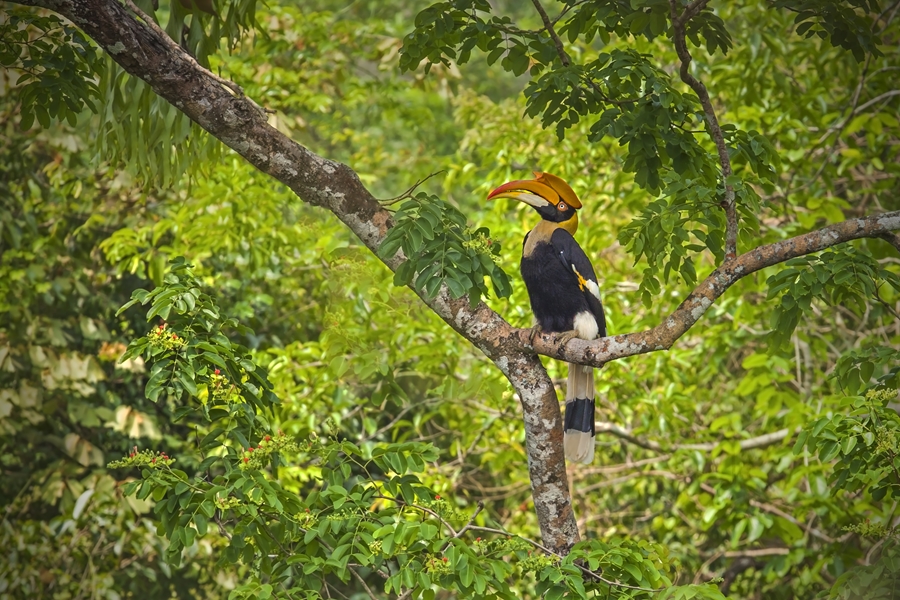 Thailand Khao Sok National Park Neushoornvogel