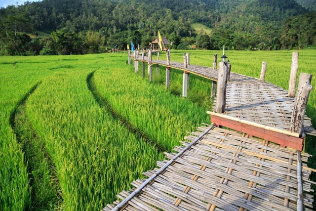 Thailand Pai Bamboe brug over de rijstvelden