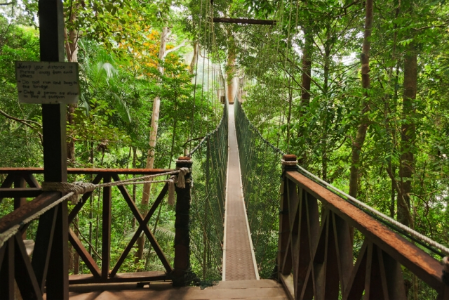 Maleisie Taman Negara Jungle 2