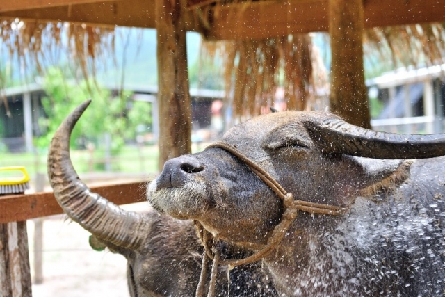 Laos Luang Prabang Buffel boederij buffalo farm 5