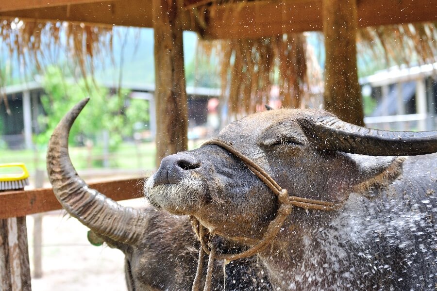 Laos Luang Prabang Buffel boerderij buffalo farm