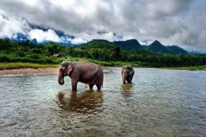 Laos Luang Prabang Mandalao elephant conservation 2