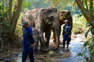 Laos Luang Prabang Mandalao elephant conservation 3
